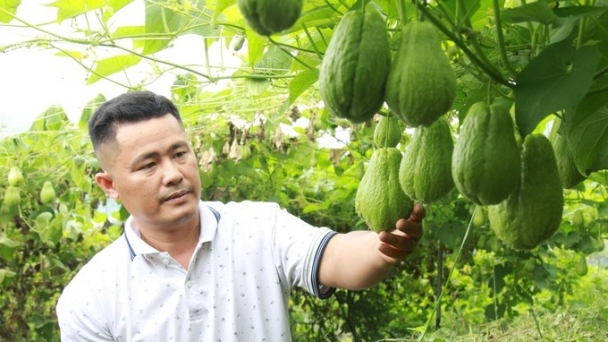 Chayote grown in high mountains catches the eye of foreign partners